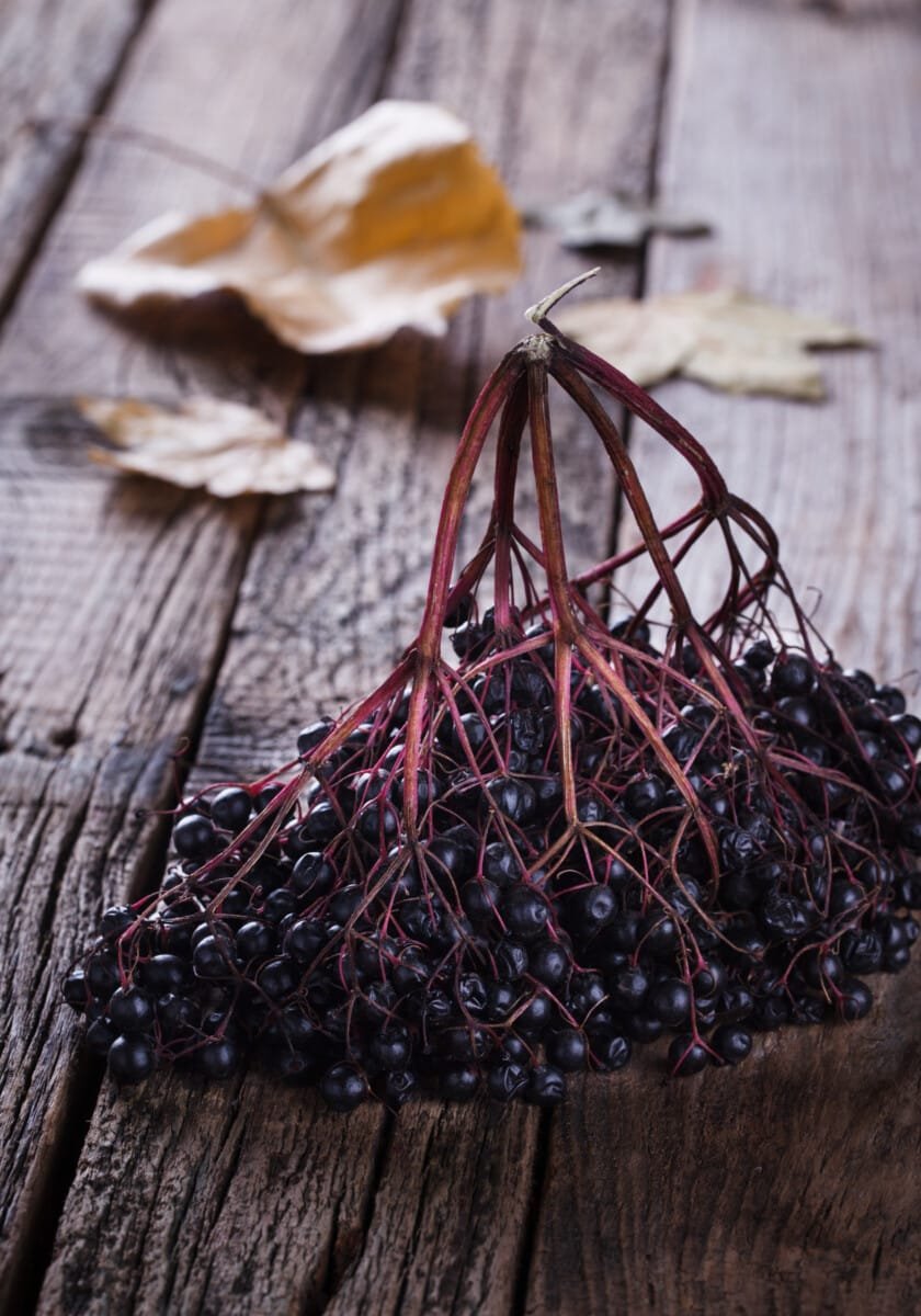 Organic Elderberry