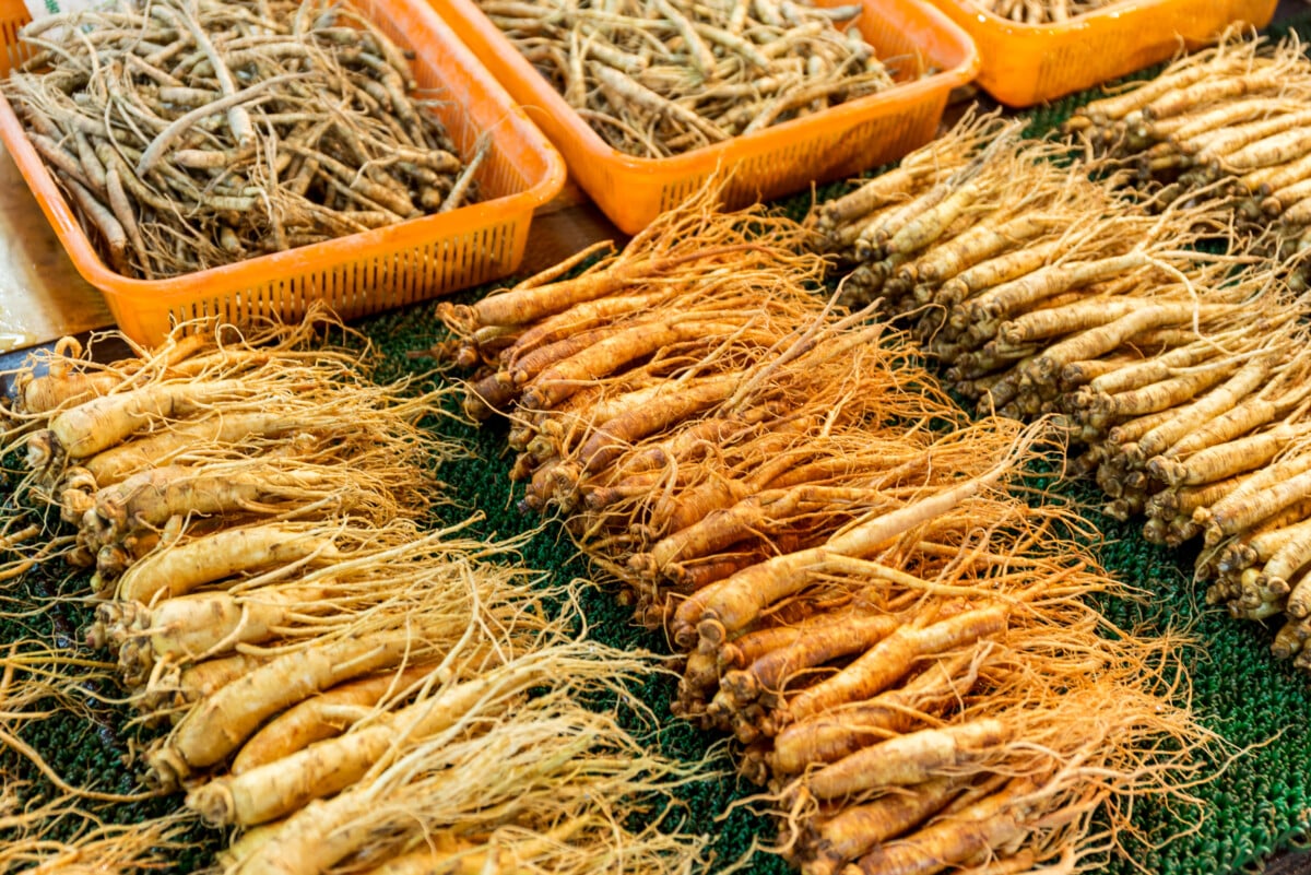 Difference Between American and Asian Ginseng