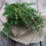 Thyme in Herbal Medicine