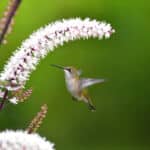 Black Cohosh in Herbal Medicine