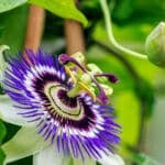 Passion Flower in Herbal Medicine