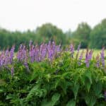 Skullcap for Herbal Medicine