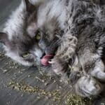 Catnip in Herbal Medicine