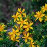 St. John's Wort in Herbal Medicine