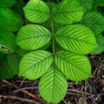 Jamaican Dogwood in Herbal Medicine