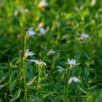 Lobelia Leaf in Herbal Medicine