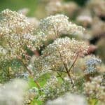 Valerian in Herbal Medicine