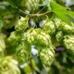 Hops in Herbal Medicine