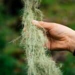 Usnea in Herbal Medicine