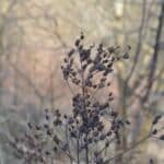 Lobelia Seed in Herbal Medicine