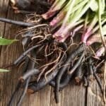 Comfrey Root in Herbal Medicine