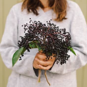 Medicinal Black Elderberries