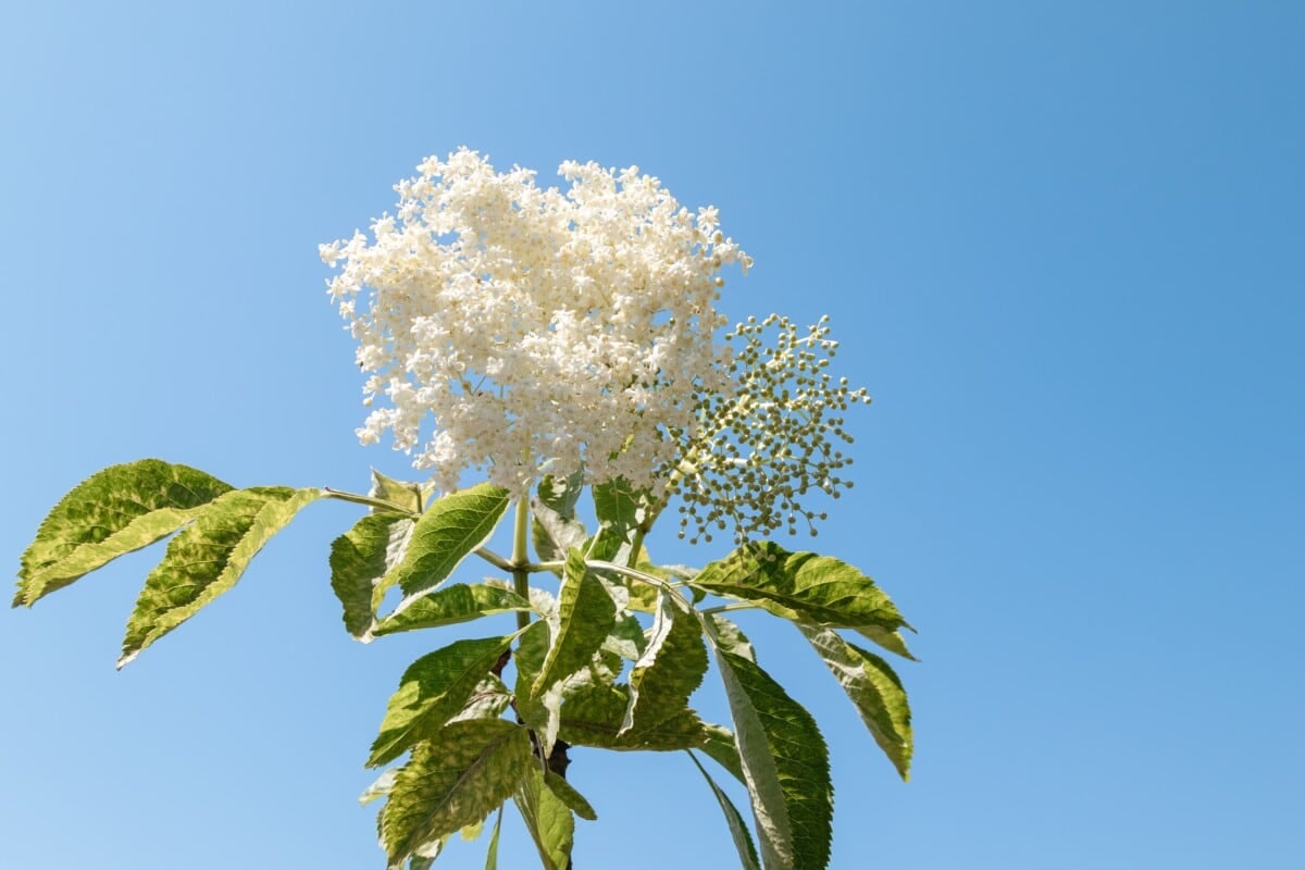 American Black Elderberry Flower
