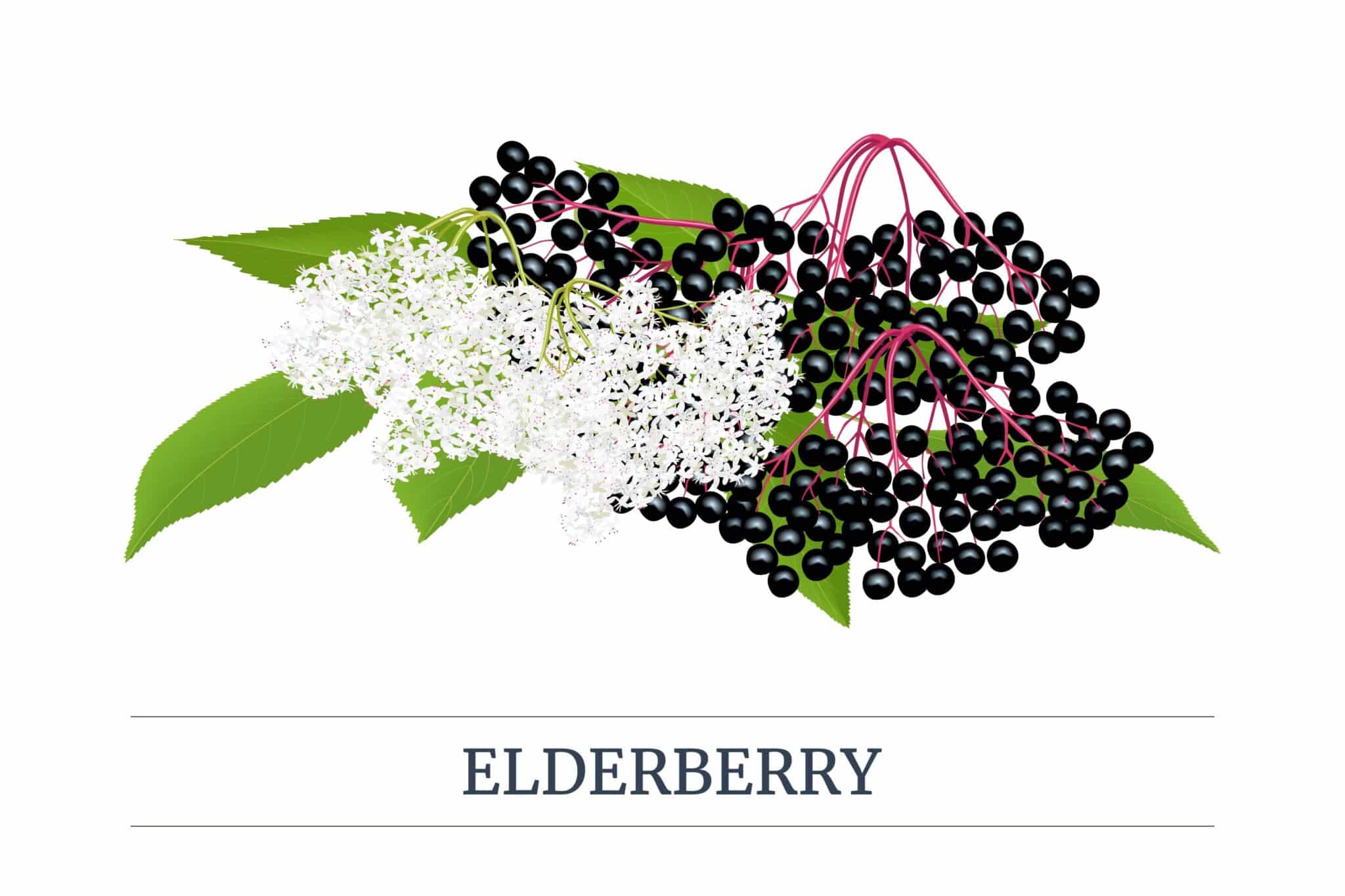 Picture of elderberry plant with lush green leaves and clusters of berries.