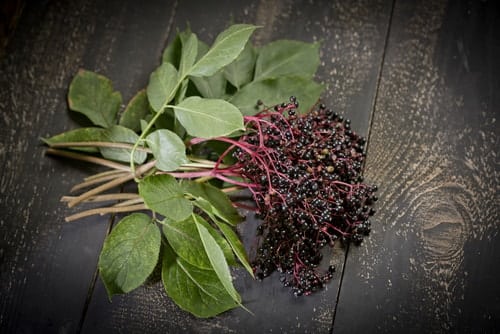 Fresh elderberries on a wooden table.