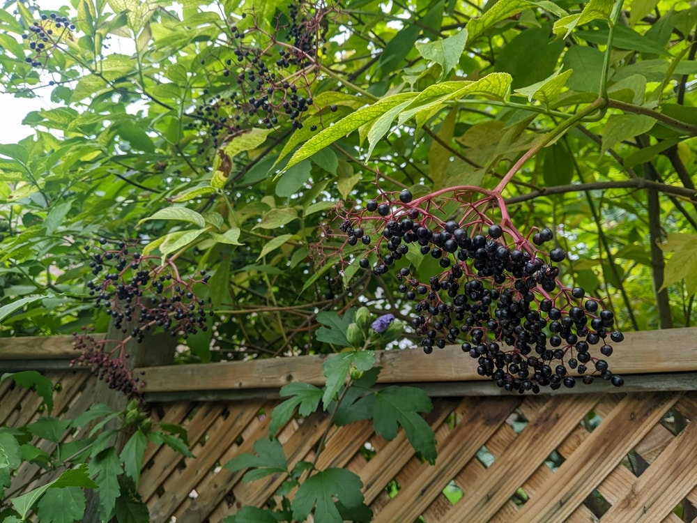 Elderberry plants integrated into a home landscape, enhancing the garden's aesthetic.