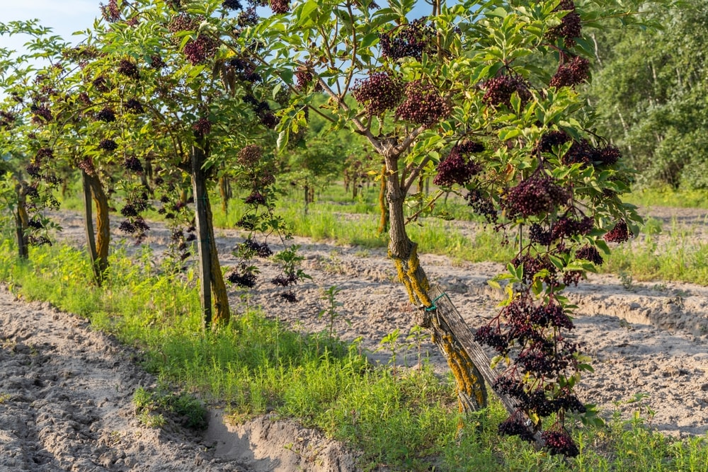 A view of elderberry trees with dark purple berries in a natural setting.