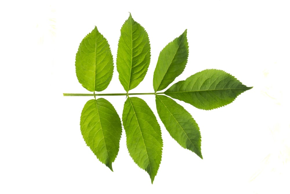 European,Black,Elderberry,(sambucus,Nigra),Leaf,Isolaed,On,A,White