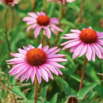 blooming echincea