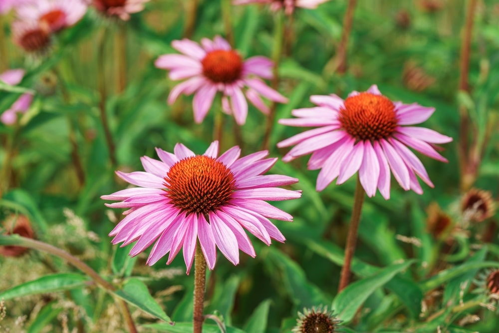 Blooming,Pink,Purple,Echinacea,,Coneflowers,Flowers,In,Full,Summer,Bloom, blooming echincea
