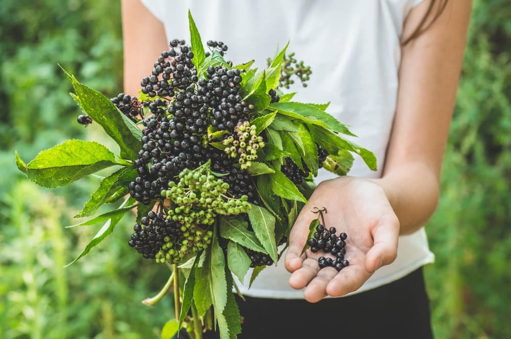 A woman presenting fresh elderberries from the orchard