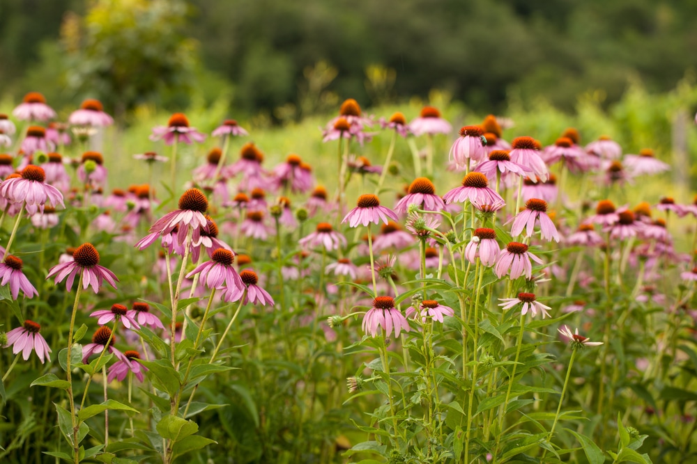 coneflowers