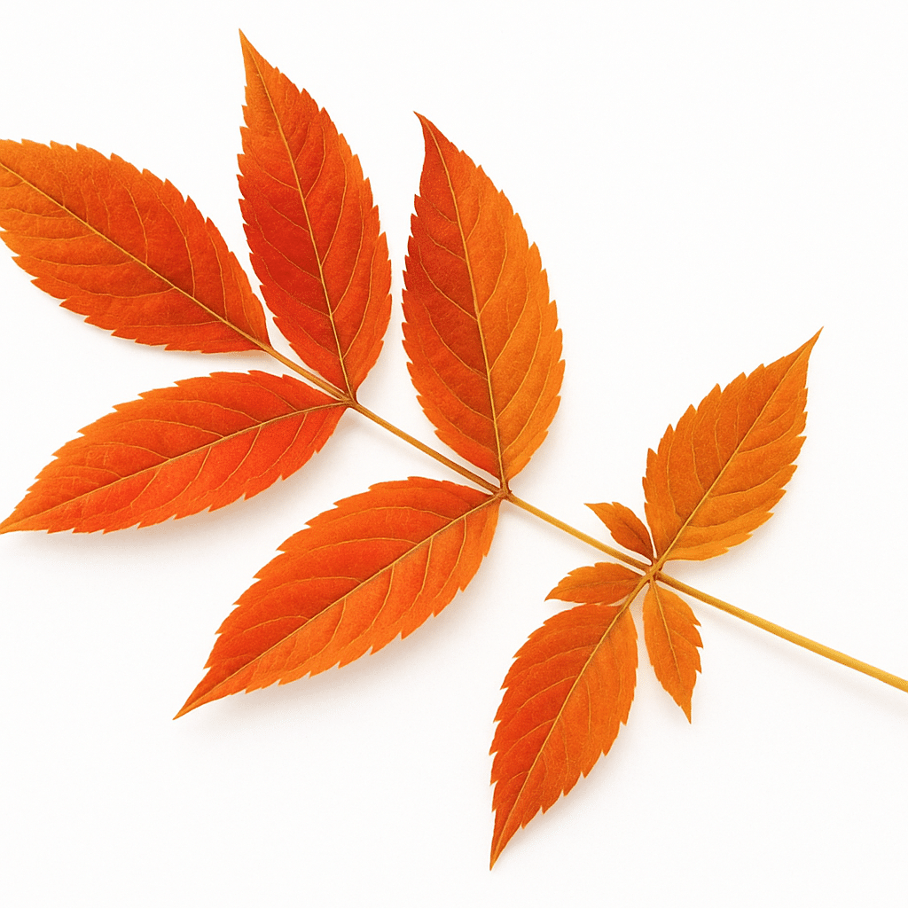 Seasonal changes in elderberry leaves from spring to autumn.