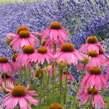 echinacea angustifolia