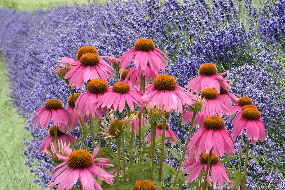 echinacea angustifolia