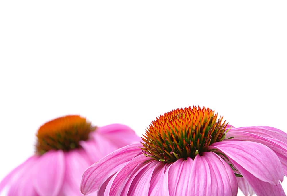 Purple,Coneflower echinacea