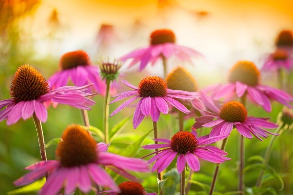 echinacea field