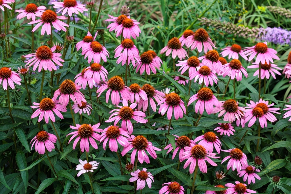 echinacea flowers