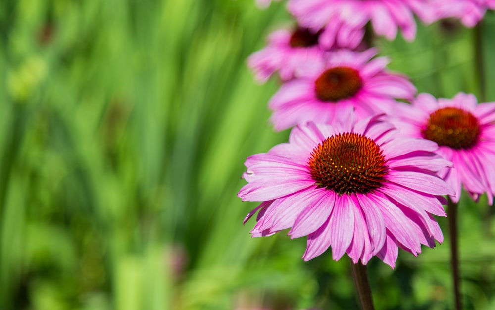 echinacea with green background