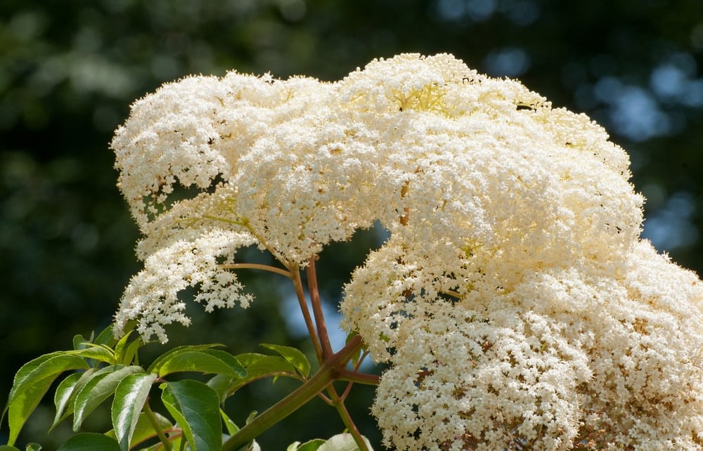 An elderberry tree in a landscaped garden.