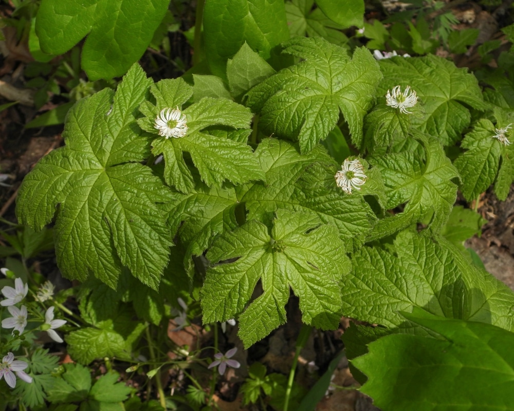 Hydrastis,Canadensis,(goldenseal),Native,North,American,Woodland,Wildflower