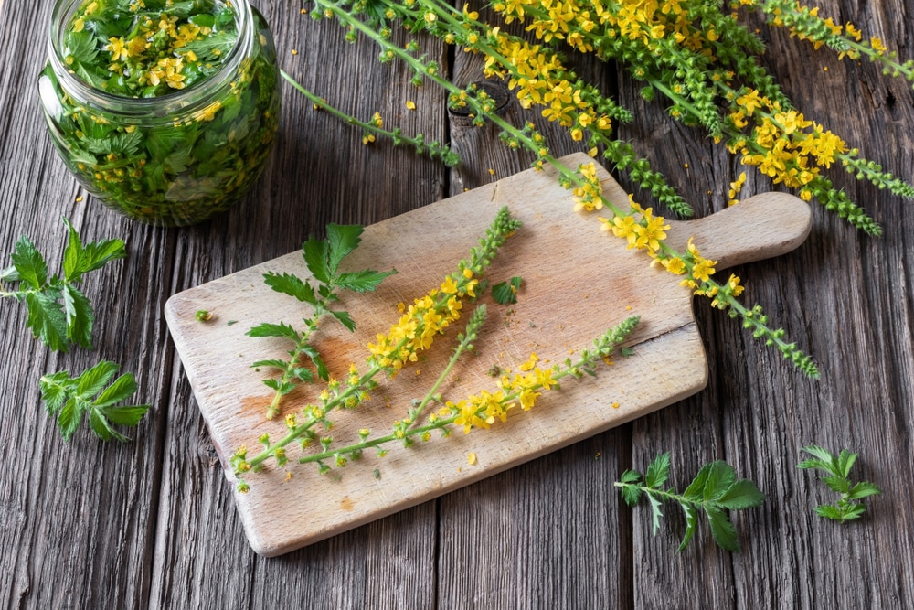 Blooming,Agrimony,Plant,On,A,Cutting,Board,On,A,Table,