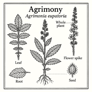 Agrimonia eupatoria