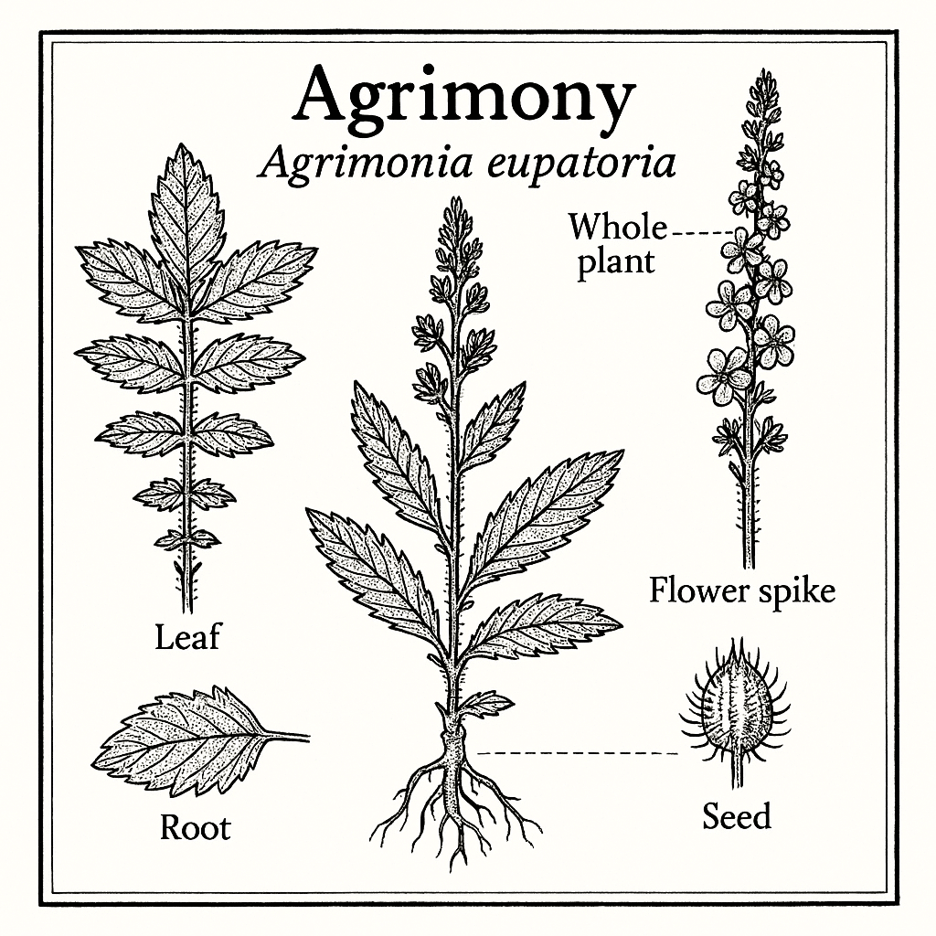 Agrimony
