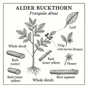 Frangula alnus (syn. Rhamnus frangula) — Frangulae cortex (dried, aged bark)