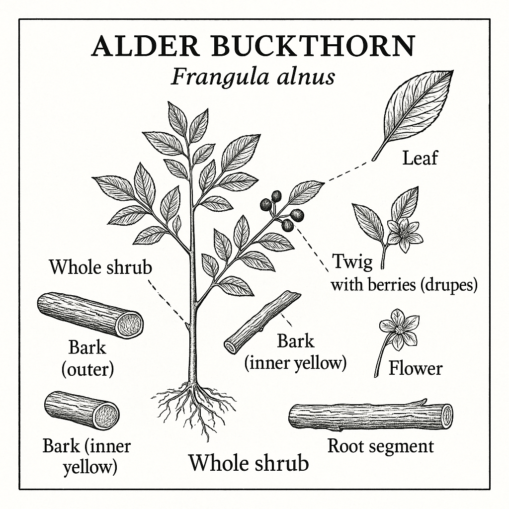 Alder buckthorn bark