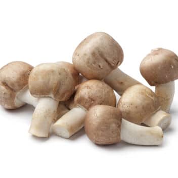 Almond mushrooms (Agaricus subrufescens) with tan caps and short white stems on a white background.