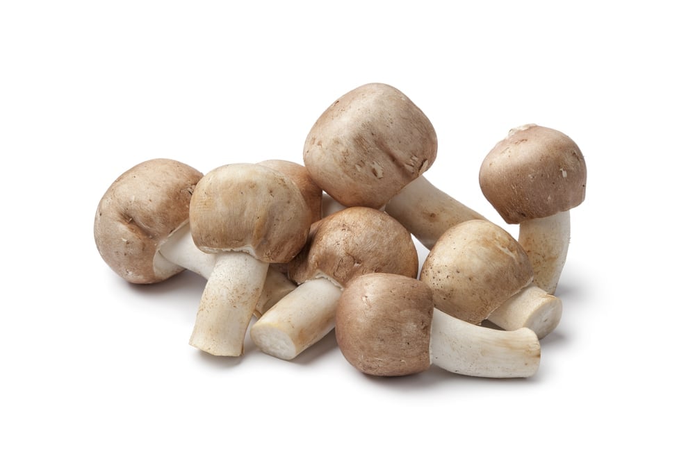 Almond mushrooms (Agaricus subrufescens) with tan caps and short white stems on a white background.