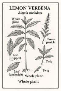 Aloysia citrodora Paláu