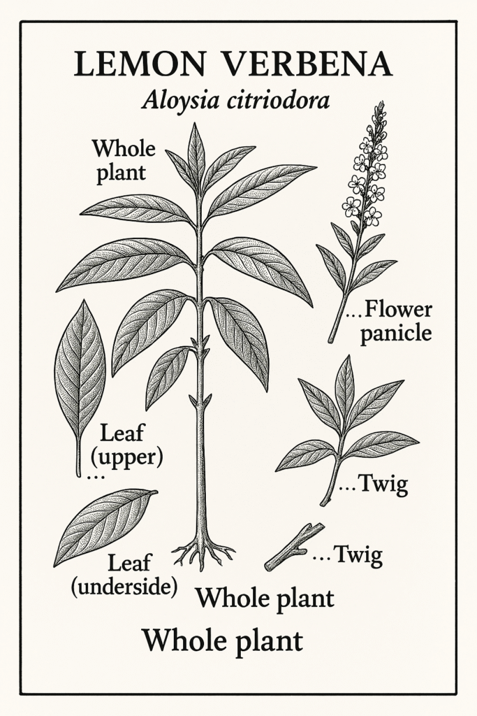 Lemon Verbena