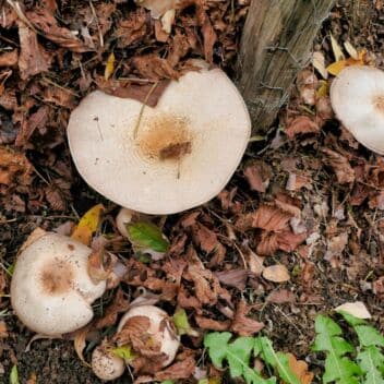 Agaricus,Subrufescens,(almond,Mushroom),Growing,In,A,Compost,Heap.,Also