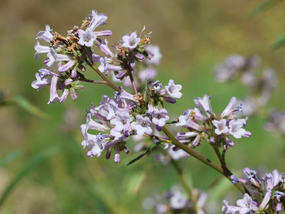 Beautiful,California,Wildflower,,California,Yerba,Santa,(eriodictyon,Californicum)
